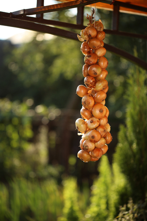 bunch of garlic hanging under the roof. Season dried vegetables in gardenの写真素材