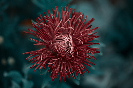 Photo flower for background. Dahlia flower, summer scene, macro, beautiful flora, close up petals, pink and yellow flower over green grass blurred backgroundの写真素材