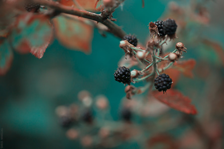 Growing Blackberry bush in the garden. Warm toning image.Blackberry plant with berries and green leaves in the garden and on the field. Photo for backgroundsの写真素材