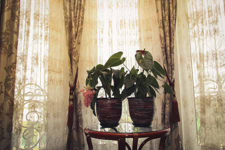 Flower in pot in interior design house. free space for textの写真素材