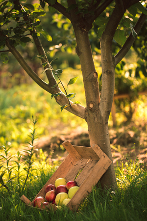 Mountain of apples lying in the wooden box in green grass in the garden. Summer color image. Circle bright bokeh. Five red apples.の写真素材