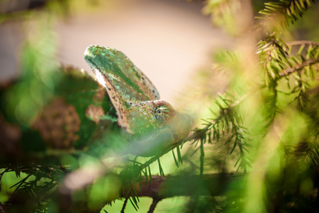 Veiled Yemeni chameleon is walking on a tree branch.の写真素材