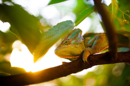 Veiled Yemeni chameleon is walking on a tree branch.の写真素材