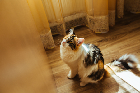 cat is ready for jumping. Warm toning image. Lifestyle pet conceptの写真素材