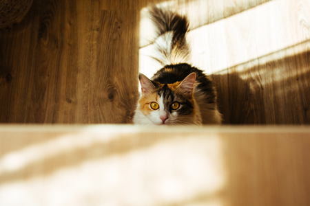 ginger ttree color cat is ready to jump on table. Warm toning image. Lifestyle pet conceptの写真素材