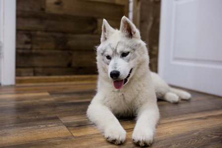Siberian husky puppy at home. lifestyle with dog.の写真素材