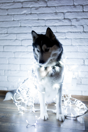 Siberian husky in lights at home lying on the floor. lifestyle with dog. Dark background.の写真素材