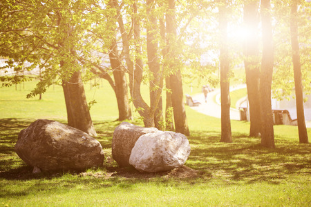 Walkway pathway with branches and big stones curve in public park with light flare.の写真素材