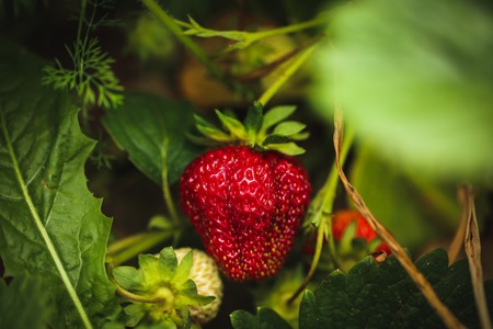 fresh strawberries closeup in the garden in summer.の写真素材