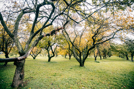 Green autamn trees in the park in october. Vintage color. Retro style image.の写真素材