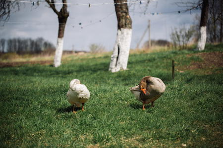 Wild white and Greylag geese in the village. Farmyard domestic goose.の写真素材