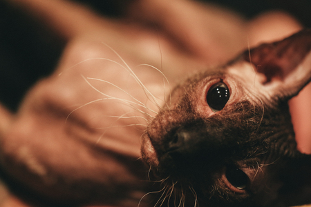 Sphinx cat portrait. Closeup muzzle of a bald cat. Dark toning. Film grain styling.の写真素材