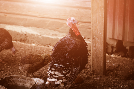 Turkey on a farm, closeup photo. Light and copyspace.の写真素材
