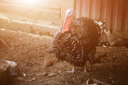 Turkey on a farm, closeup photo. Light and copyspace.の写真素材
