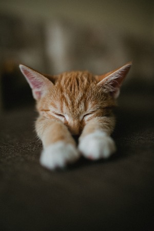 ginger three color cat is lying on bed and sleep. Warm toning image. Lifestyle pet concept.の写真素材