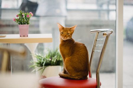 ginger Abyssinian cat is sitting on chair near the table and looking in camera. Warm toning image. Lifestyle pet concept.の写真素材