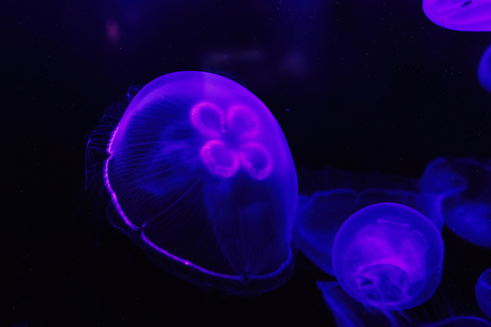 Jellyfish floats in deep water. Neon style. Film grain toning