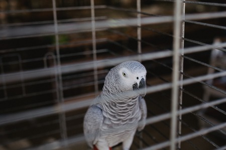 close up photo of Dove in cage on the market.