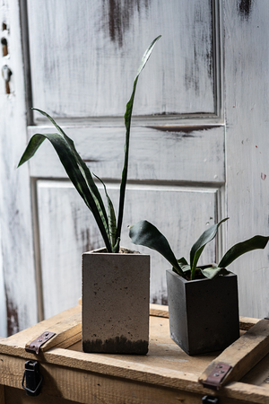 Green in concrete pots on old wood box. Modern design of loft Interior of living room.の写真素材