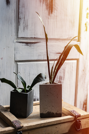 Green in concrete pots on old wood box. Modern design of loft Interior of living room. Sunlight flare copyspace for text and design.の写真素材