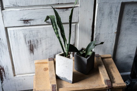 Green in concrete pots on old wood box. Modern design of loft Interior of living room.の写真素材
