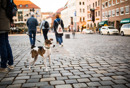 A man walks with a dog in the city center. A lonely dog with beautiful eyes looks at passersby in a square in Germany.の写真素材
