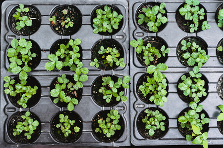 Ecology concept. The seedling are growing from the rich soil. Young plants in nursery plastic tray at vegetable farm. Close up top view.の写真素材