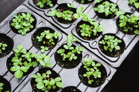 Ecology concept. The seedling are growing from the rich soil. Young plants in nursery plastic tray at vegetable farm. Close up view.の写真素材