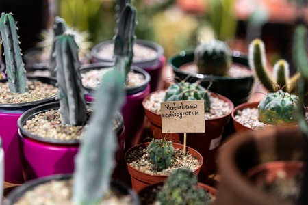 Green succulent in a clay pot with price in loft interior in scandinavian style.の写真素材