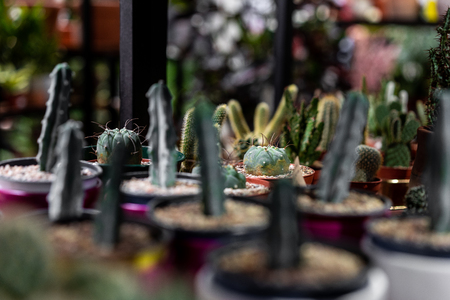 Close up view with selective focus of green succulent in a clay pot in loft interior in scandinavian style.の写真素材