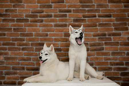 two Siberian husky puppies at home sit and play. lifestyle with dog.の写真素材