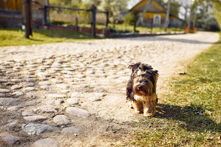 Yorkshire Terrier. Little cute dog on a walk in the park. Bright background with bokeh.の写真素材