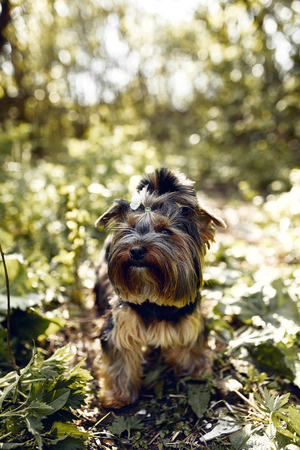 Yorkshire Terrier. Little cute dog on a walk in the park. Bright background with bokeh.の写真素材