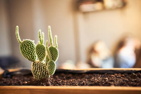 Close up view of green succulent in a clay pot in loft interior in cafe. Image with small field of depth and copyspace for text and design.の写真素材