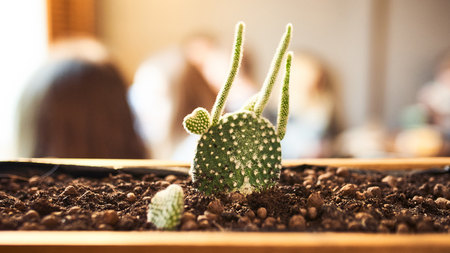 Close up view of green succulent in a clay pot in loft interior in cafe. Image with small field of depth and copyspace for text and design.Banner 16 in 9 crop size.の写真素材