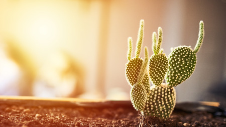 Close up view of green succulent in a clay pot in loft interior in cafe. Image with small field of depth. Photo with copyspace and light flare for text and design. Banner 16 in 9 crop size.の写真素材