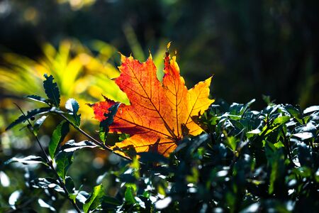 Red-orange leaf in sunlight on bokeh background. Beautiful autumn landscape with green grass. Colorful foliage in the park. Falling leaves natural background.の写真素材