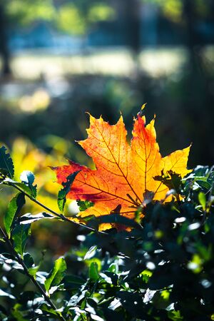 Red-orange leaf in sunlight on bokeh background. Beautiful autumn landscape with green grass. Colorful foliage in the park. Falling leaves natural background.の写真素材