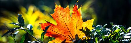 Web banner crop. Red-orange leaf in sunlight on bokeh background. Beautiful autumn landscape with green grass. Colorful foliage in the park. Falling leaves natural background.の写真素材