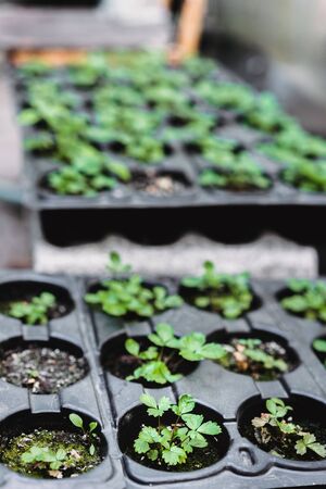 Ecology concept. The seedling are growing from the rich soil. Young plants in nursery plastic tray at vegetable farm. Close up view.の写真素材