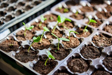 Cucumbers, pumpkin, watermelon seedling growing in cultivation tray. Vegetable plantation in house. Selective close-up of growing seed. Shallow depth of field.の写真素材