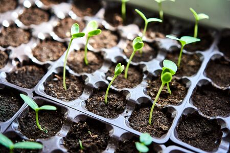 Cucumbers, pumpkin, watermelon seedling growing in cultivation tray. Vegetable plantation in house. Selective close-up of growing seed. Shallow depth of field.の写真素材
