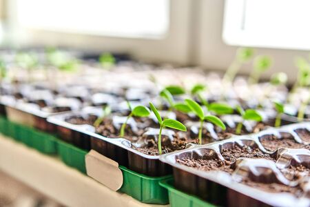 Cucumbers, pumpkin, watermelon seedling growing in cultivation tray. Vegetable plantation in house. Selective close-up of growing seed. Shallow depth of field.の写真素材