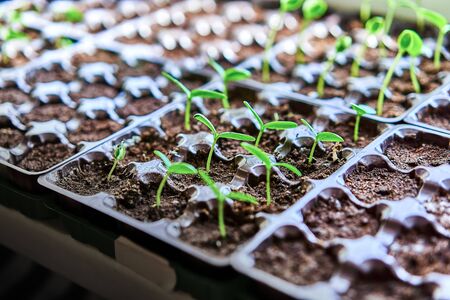 Cucumbers, pumpkin, watermelon seedling growing in cultivation tray. Vegetable plantation in house. Selective close-up of growing seed. Shallow depth of field.の写真素材