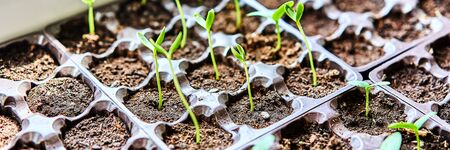 Cucumbers, pumpkin, watermelon seedling growing in cultivation tray. Vegetable plantation in house. Selective close-up of growing seed. Shallow depth of field. Web banner size 3 in 1 cropの写真素材