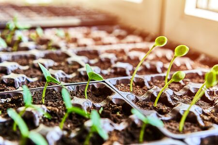 Cucumbers, pumpkin, watermelon seedling growing in cultivation tray. Vegetable plantation in house. Selective close-up of growing seed. Shallow depth of field. Sunlight flare copyspace for design.の写真素材