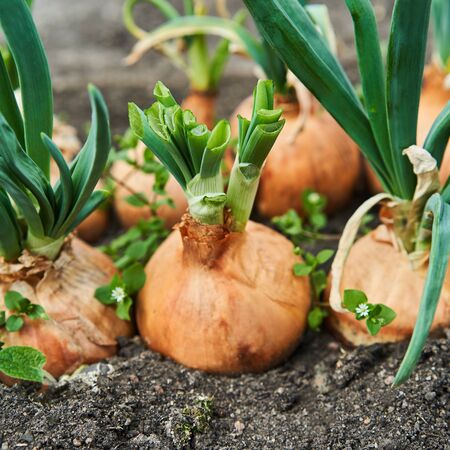 Planting onion in garden. Plantation in the vegetable garden agriculture.の写真素材