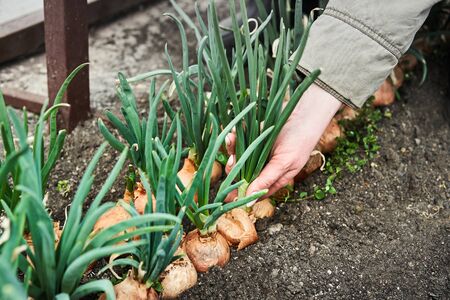 Woman cutting onion in garden. Plantation in the vegetable garden agriculture.の写真素材