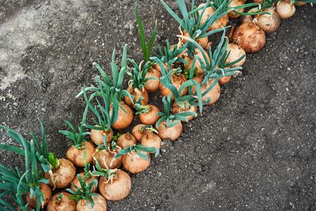 Planting onion in garden. Plantation in the vegetable garden agriculture.の写真素材