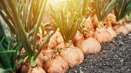 Planting onion in garden. Plantation in the vegetable garden agriculture. Sunlight flare copyspace. Banner size 16 in 9 cropの写真素材